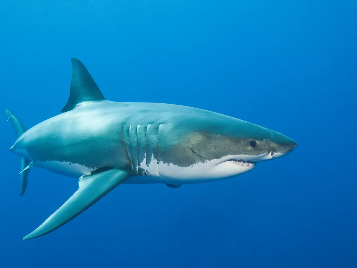 Cardano 'Sharks' Scoop Almost Half Of $ADA Supply 