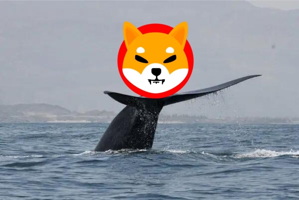 Whales Scoop Up 243.6 Billion Shiba Inu As The Token Recovers From Its Recent Drop 1