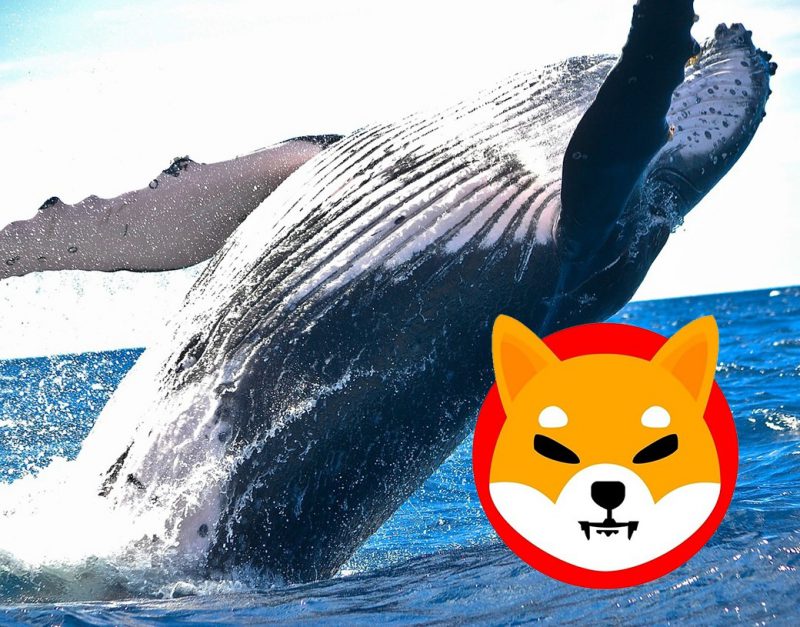 Whales With 1.19 Billion SHIB Invest In Trendy Coins But This Investor Prefers Shiba 3