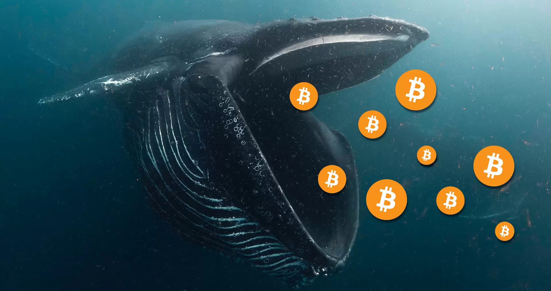 A Whale Transferred 2650 Bitcoins 1024 Million to the Cryptocurrency