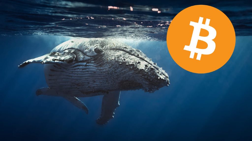 What Is Bitcoin Whale Watching And How Do You Find Bitcoin Whales? 1 What Is Bitcoin Whale Watching, And How Do You Find Bitcoin Whales?