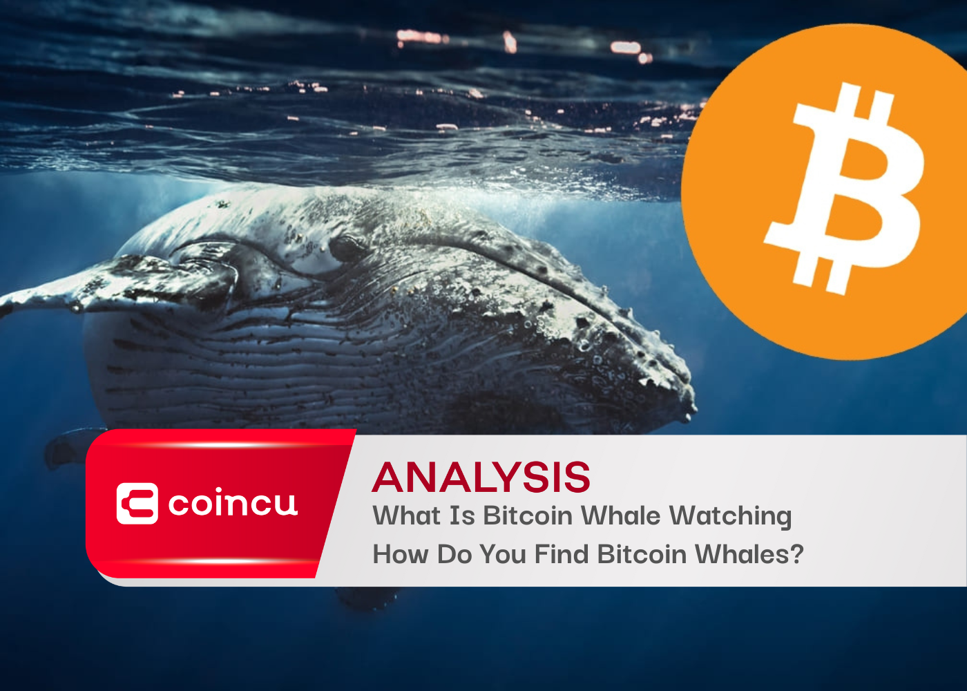 What Is Bitcoin Whale Watching