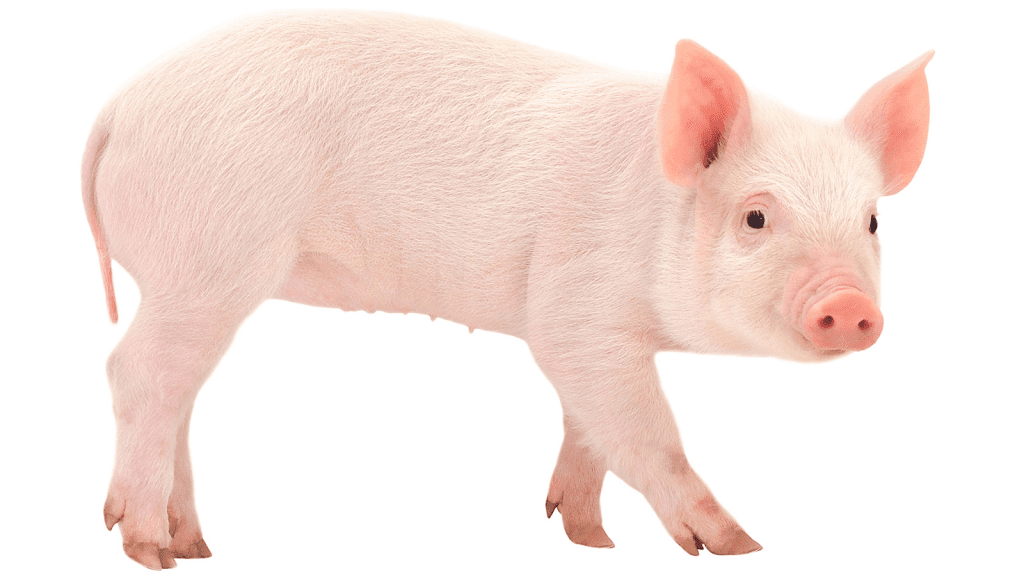 "Pig Butchering" New Crypto Scams Delivered "Massive Losses" to Victims 1 Pig Butchering