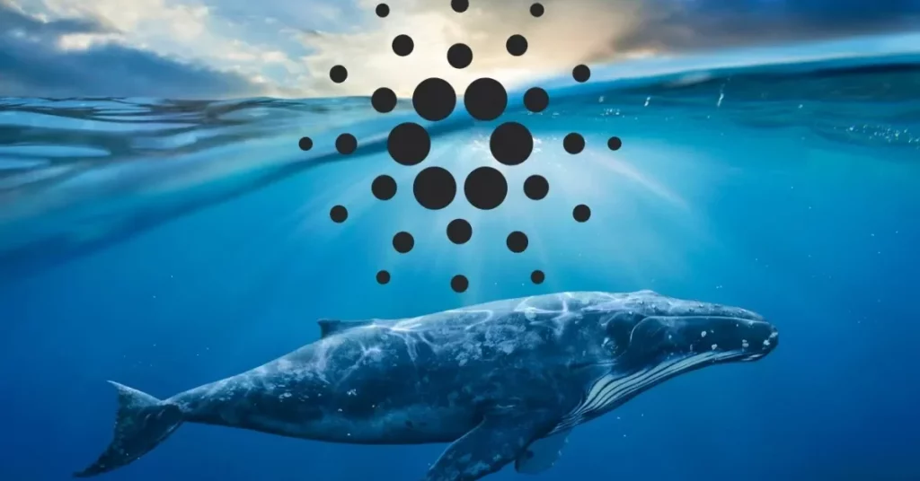 Cardano Whales Acquire $138 Million In ADA