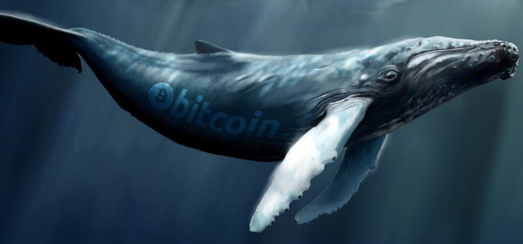 Whales Have Been Gathering This Coin? 1 Whales Have Been Gathering This Coin?