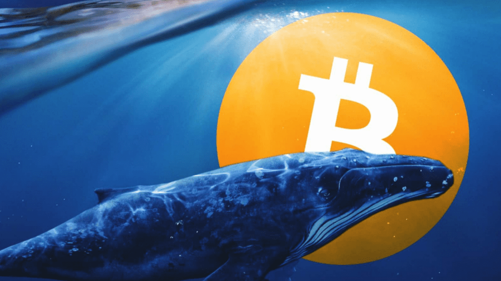 Whale Moves $396 Million in Bitcoin: What It Means for Crypto?