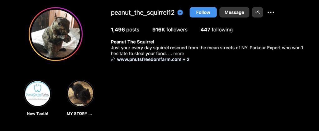 Peanut the Squirrel: The Most Explosive Meme Coin In Solana Ecosystem